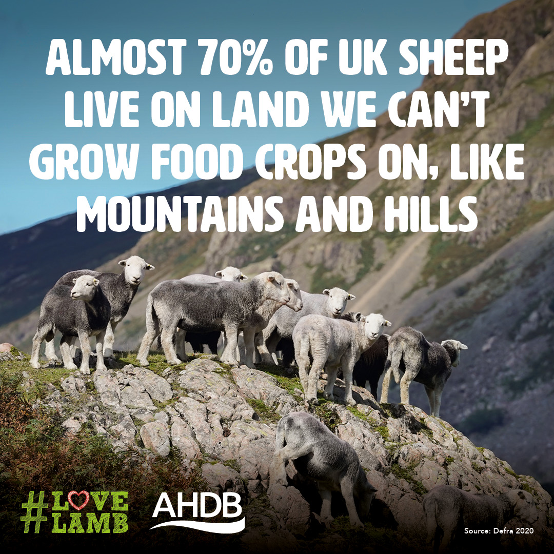 love lamb week infographic